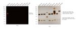 Rabbit IgG (H+L) Secondary Antibody