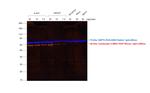 Mouse IgG (H+L) Secondary Antibody in Western Blot (WB)