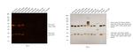 Mouse IgG (H+L) Secondary Antibody in Western Blot (WB)