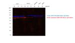 Mouse IgG (H+L) Secondary Antibody in Western Blot (WB)