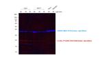 Rabbit IgG (H+L) Secondary Antibody in Western Blot (WB)