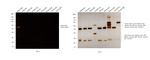 Rabbit IgG (H+L) Secondary Antibody in Western Blot (WB)