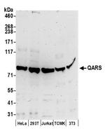 QARS Antibody in Western Blot (WB)