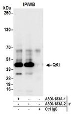 QKI Antibody in Western Blot (WB)