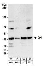 QKI Antibody in Western Blot (WB)