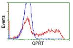 QPRT Antibody in Flow Cytometry (Flow)