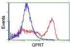 QPRT Antibody in Flow Cytometry (Flow)