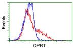 QPRT Antibody in Flow Cytometry (Flow)