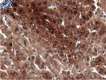 QPRT Antibody in Immunohistochemistry (Paraffin) (IHC (P))