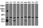 QPRT Antibody in Western Blot (WB)