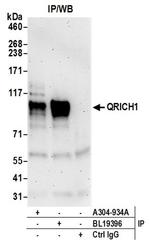 QRICH1 Antibody in Western Blot (WB)