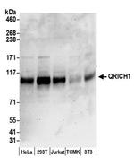 QRICH1 Antibody in Western Blot (WB)