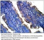 Quiescin Q6 Antibody in Immunohistochemistry (Paraffin) (IHC (P))