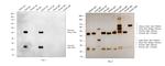 Goat IgG (H+L) Cross-Adsorbed Secondary Antibody in Western Blot (WB)