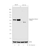 Human Serum Albumin Antibody in Western Blot (WB)