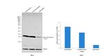 beta-2 Microglobulin Antibody in Western Blot (WB)