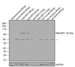 TagRFP Antibody in Western Blot (WB)