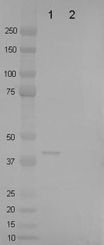 TagRFP Antibody in Western Blot (WB)