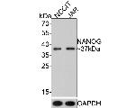 NANOG Antibody in Western Blot (WB)