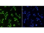 Histone H3 (di-methyl K4) Antibody in Immunocytochemistry (ICC/IF)