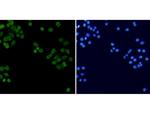 Histone H3 (di-methyl K4) Antibody in Immunocytochemistry (ICC/IF)