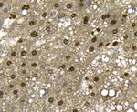 Histone H3 (di-methyl K4) Antibody in Immunohistochemistry (Paraffin) (IHC (P))