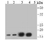 Histone H3 (di-methyl K4) Antibody in Western Blot (WB)