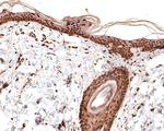 KLF4 Antibody in Immunohistochemistry (Paraffin) (IHC (P))