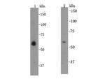 KLF4 Antibody in Western Blot (WB)