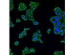 ESRRB Antibody in Immunocytochemistry (ICC/IF)