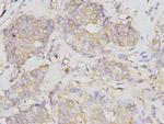 NF-kappa B p105/p50 Antibody in Immunohistochemistry (Paraffin) (IHC (P))