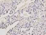 PRDM14 Antibody in Immunohistochemistry (Paraffin) (IHC (P))