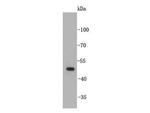 Angiopoietin-like 4 Antibody in Western Blot (WB)