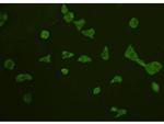 TRAF6 Antibody in Immunocytochemistry (ICC/IF)