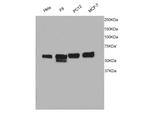 TRAF6 Antibody in Western Blot (WB)