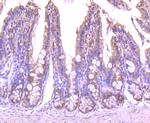 EEA1 Antibody in Immunohistochemistry (Paraffin) (IHC (P))