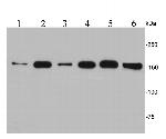 EEA1 Antibody in Western Blot (WB)