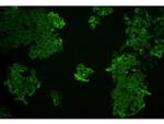 ZO2 Antibody in Immunocytochemistry (ICC/IF)