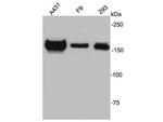 ZO2 Antibody in Western Blot (WB)