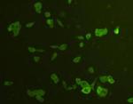 ATG12 Antibody in Immunocytochemistry (ICC/IF)