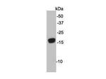 ATG12 Antibody in Western Blot (WB)