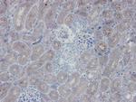 eNOS Antibody in Immunohistochemistry (Paraffin) (IHC (P))