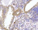 FPR2 Antibody in Immunohistochemistry (Paraffin) (IHC (P))