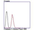 Caspase-1 Antibody in Flow Cytometry (Flow)