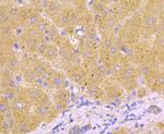 Caspase-1 Antibody in Immunohistochemistry (Paraffin) (IHC (P))