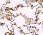 Caspase-1 Antibody in Immunohistochemistry (Paraffin) (IHC (P))