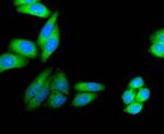 SMAD3 Antibody in Immunocytochemistry (ICC/IF)