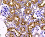 nNOS Antibody in Immunohistochemistry (Paraffin) (IHC (P))