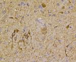 nNOS Antibody in Immunohistochemistry (Paraffin) (IHC (P))