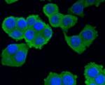 Hsc70 Antibody in Immunocytochemistry (ICC/IF)